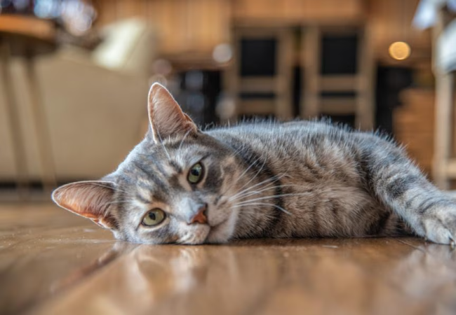 Do Cats Sweat? 2025 Vet Guide to Feline Cooling, Stress, and Heat Safety🐾