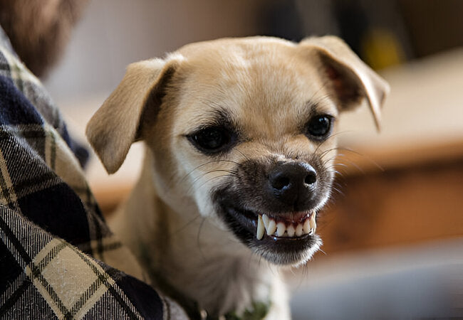 Do Dogs Get Jealous in 2025 – Vet‑Approved Guide to Understanding & Managing Canine Jealous Behavior 🐶💔