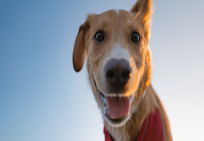 Do Dogs Have Best Friends? Vet Approved Insights for 2025 🐶