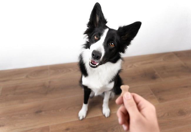 Do Dogs Know Their Name? A Vet’s Insight into Canine Name Recognition 2025 🐶🗣️