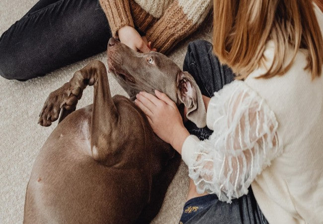 Do Dogs Know When They Are Dying? Vet’s 2025 Compassionate Guide on Canine Awareness & End‑of‑Life Care 🐾❤️