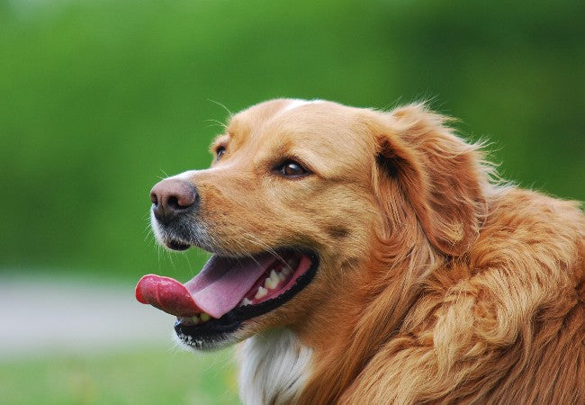 Do Dogs Sweat? 2025 Vet Guide to Canine Cooling, Panting & Heat Safety🐾