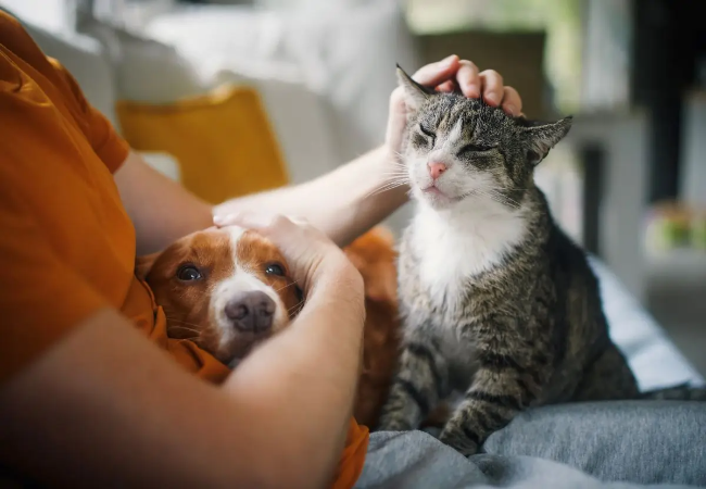 Do Dogs and Cats Grieve in 2025? Vet‑Approved Insights into Pet Bereavement 🐾💔