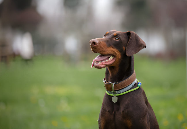 Doberman Pinscher 2025 Guide: Temperament & Care 🐶