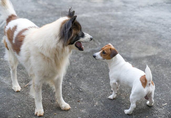 Does Breed Affect Behavior in Dogs? Vet‑Approved Insights for 2025 🐶🔍
