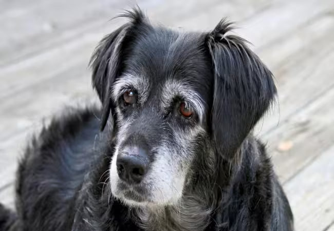 Does My Dog Need Senior Dog Food? A Vet’s 2025 Guide 🐶🧓