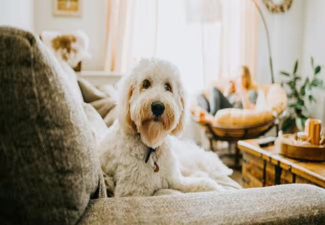 Does Neutering Affect Dog Behavior in 2025? Vet‑Approved Insights 🐶⚖️
