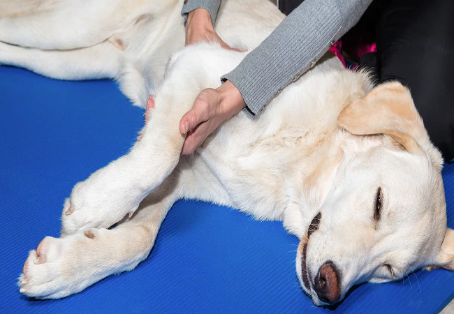 Does Reflexology Benefit Dogs? A Vet-Approved Guide for 2025 🩺🐶