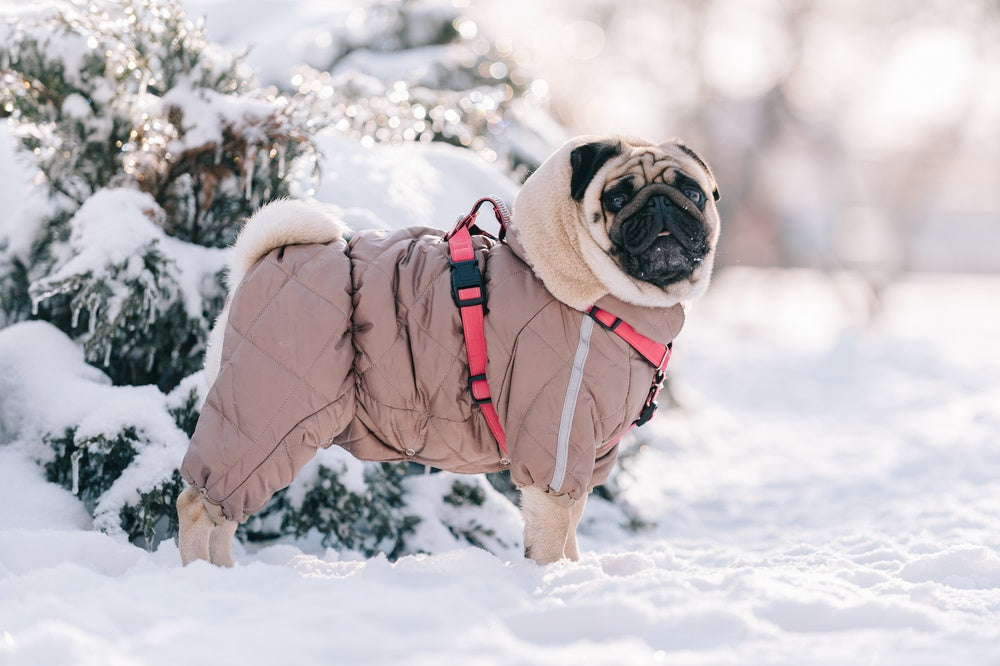 Does Your Dog Need a Winter Jacket? Signs, Fit and Cold-Weather Safety