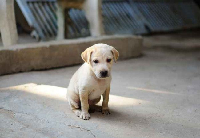 Dog Afraid to Go Outside? Understanding Canine Outdoor Anxiety 2025 🐶🐾