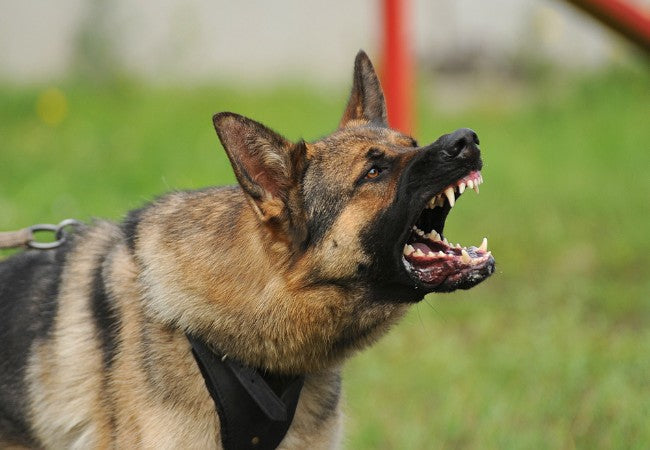 Dog Aggression – Vet Approved Causes, Types & Management Tips 2025 🤜🐶