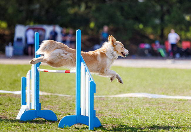 Dog Agility Training 101 – Vet‑Approved Guide for 2025 🏅🐕‍