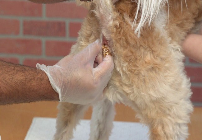 Dog Anal Glands: Vet‑Approved Guide to Function, Issues & Care for 2025 🩺🐶