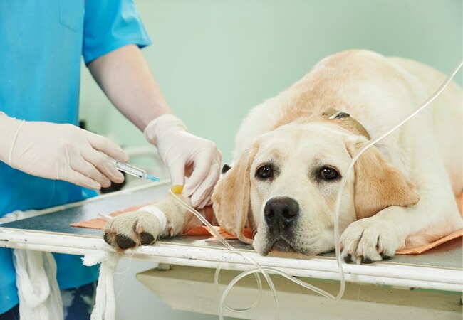 Dog Blood Types & Donation: 2025 Vet-Approved Canine Transfusion Guide 🩸🐕