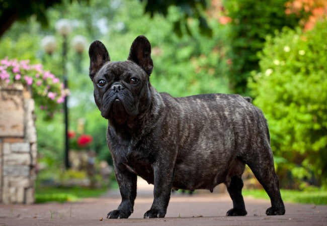 Dog Breeding Timing: Vet-Approved Guide to Maximize Fertility and Conception Success 2025🐶🩺