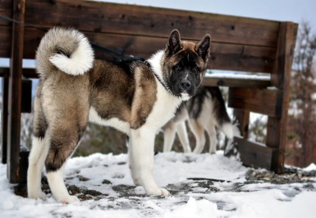 Curated visual reference: Gallery Detail: Dog Breeds That Can T Tolerate Cold Weather Vet Tips