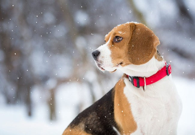 Dog Breeds That Struggle in Cold Weather – Vet Tips for Keeping Them Warm 2025 ❄️🐶