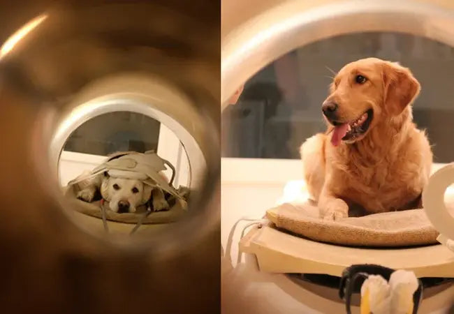 Dog CT Scans 2025: Complete Vet Guide 🩺🐾