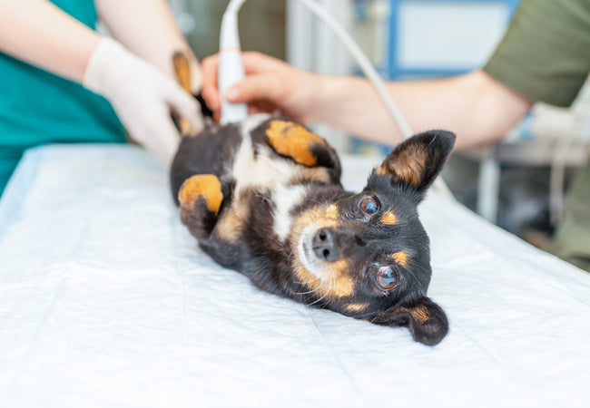 Dog C‑Section Surgery 2025: Complete Veterinary Guide 🩺🐾