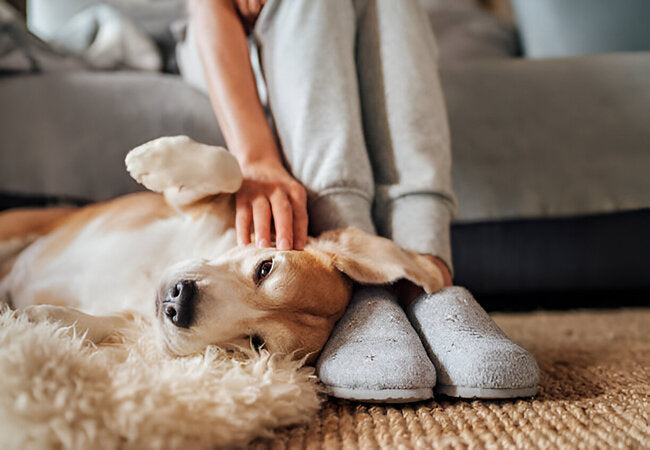 Dog Calming Products to Ease Anxiety in 2025 – Vet‑Approved Guide 🐶🧘‍♀️