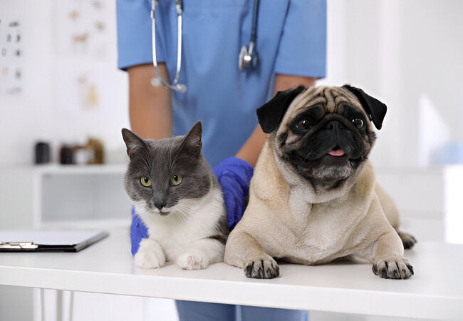 Dog & Cat Biopsy Procedures 2025: Expert Veterinary Guide 🩺🐾