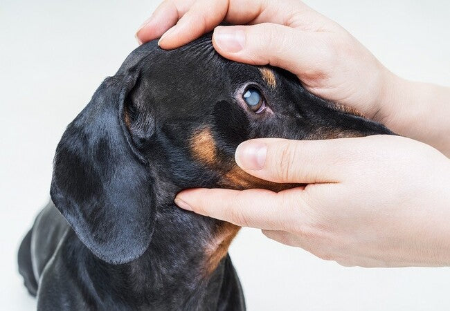Dog Cataracts 2025: Expert Veterinary Guide  🩺🐾