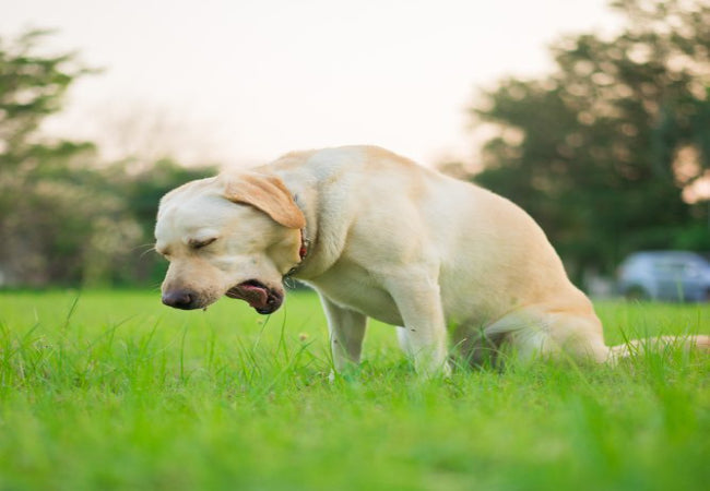 Dog Coughing 2025: Causes, When to Worry & How Vets Treat It 🐶✨