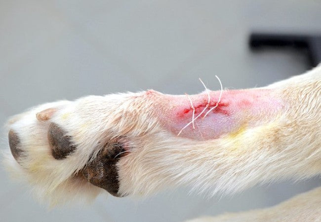 Dog Dewclaws 2025 Guide: Vet Approved Insights on Purpose, Care & Removal 🐾