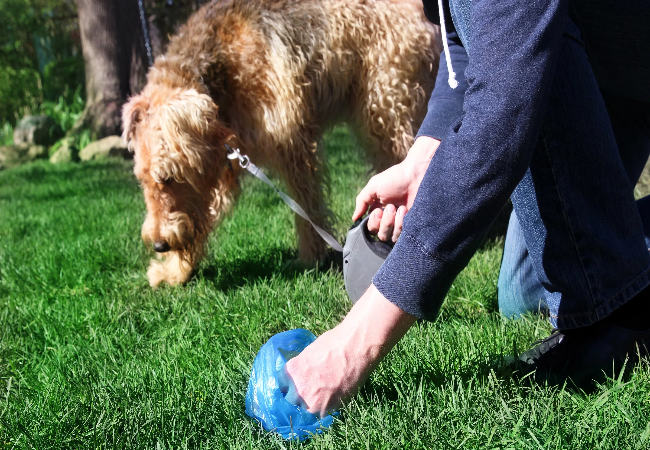 Why Does My Dog Have Diarrhea?
