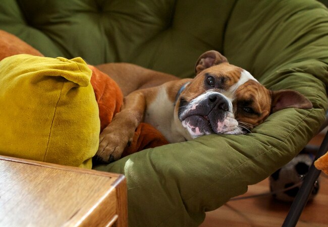 Dog Diarrhea & Nutrition: Vet‑Backed Solutions in 2025 🩺🐾