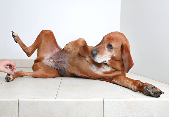 Canine Edema: 2025 Vet-Approved Causes & Treatment Guide 🐕💧