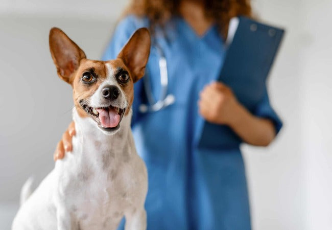 Dog Fecal Tests in 2025: Complete Veterinary Guide 🩺🐾