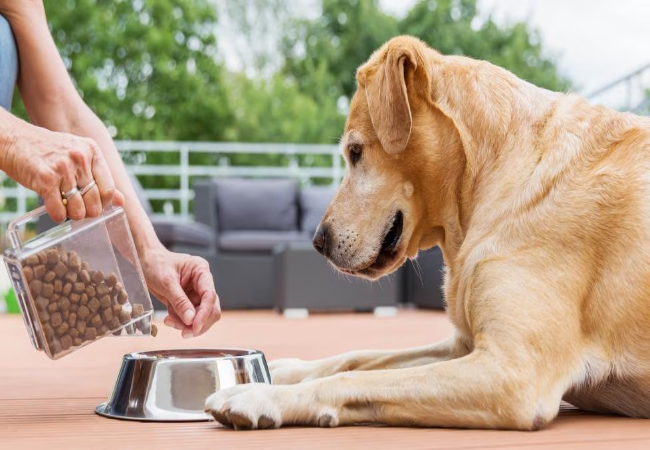 Food Allergies in Dogs in 2025: Vet‑Reviewed Guide to Symptoms, Diagnosis & Management 🍽️🐶