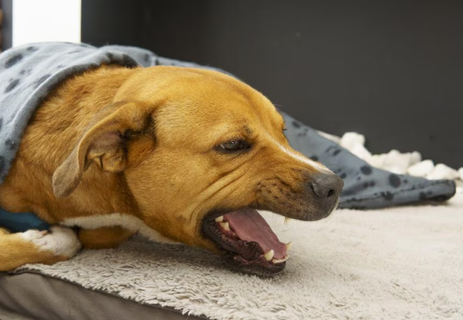 Dog Has Something Stuck in Their Throat: 2025 Vet-Backed Guide  🐶🩺