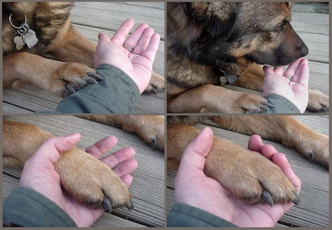 Why Is My Dog Licking Their Paws?