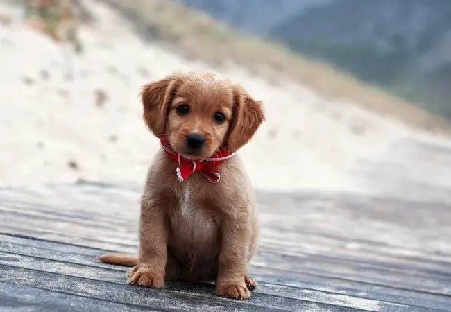 🐾 Dog Manners 101 Why Teaching Your Dog to Say Please Matters in 2025 🐶
