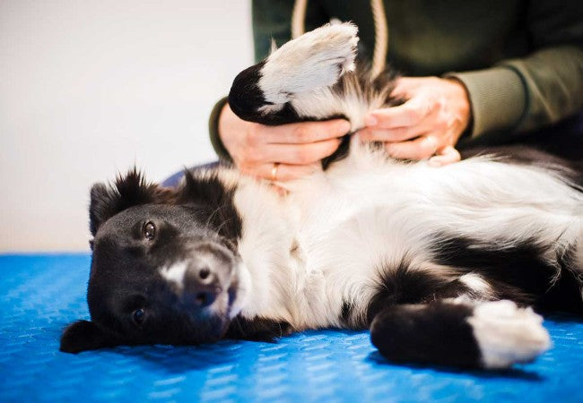 Dog Massage: Vet‑Approved Guide to Benefits, Techniques & Care for 2025 🩺🐶