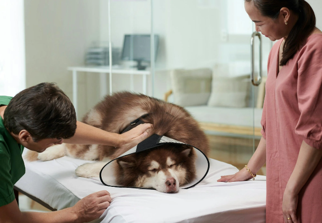 Dog Motion Sickness in 2025: Vet-Backed Guide 🚗🐶