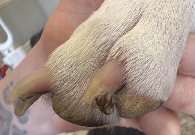 Dog Nail Infections – Vet‑Led Guide 2025 🐶💅