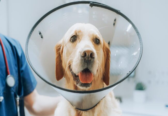 🐾 Dog Neutering 2025: Veterinary Guide by Dr Duncan Houston BVSc 🩺