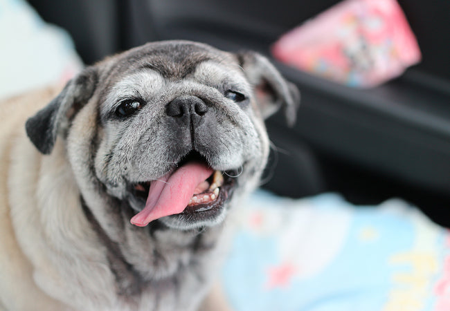 Dog Panting at Night: What’s Normal and When to Worry