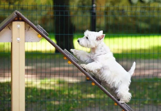 Dog Park Etiquette: A Vet Approved Guide for 2025 🐶🐾