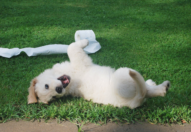 What Your Dog’s Stool Says About Health