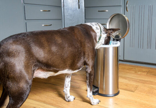 Dog‑Proofing Your Trash Can: A Vet’s 2025 Guide to Safe Kitchens 🐶🗑️