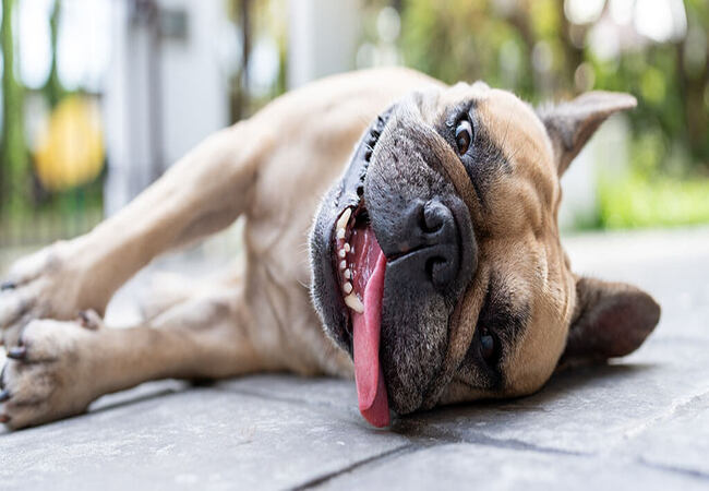 9 Essential Dog Saliva Facts: 2025 Vet-Approved Health Insights 🐕👅