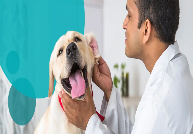 Dog Shaking Head in 2025: Vet‑Backed Guide 🐶🔄