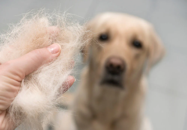 Dog Shedding 2025: What’s Normal, What’s Not & How to Manage It 🐶✨
