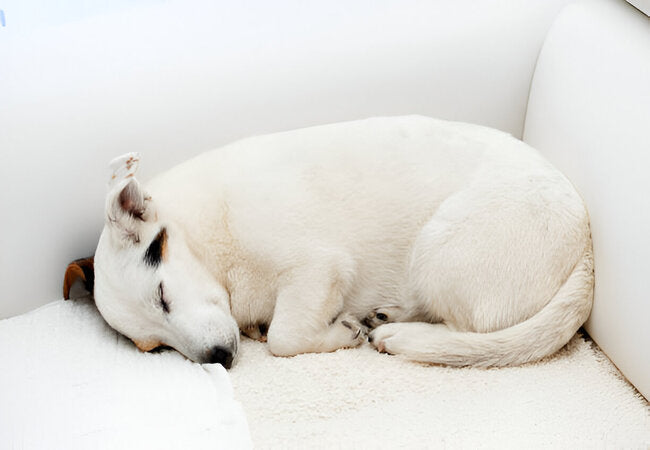 Dog Sleeping Positions & What They Mean: Vet-Approved 2025 Guide 🐶💤