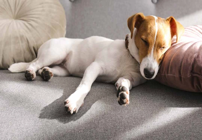 Dog Sleeping Positions and What They Mean – 2025 Vet Insight Into Your Pup’s Rest 🛌🐶