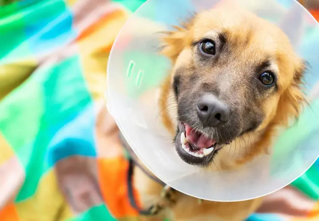 Dog Spay Surgery 2025: Comprehensive Veterinary Guide 🩺🐾